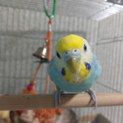 2019/08/30のジョン・スノウ