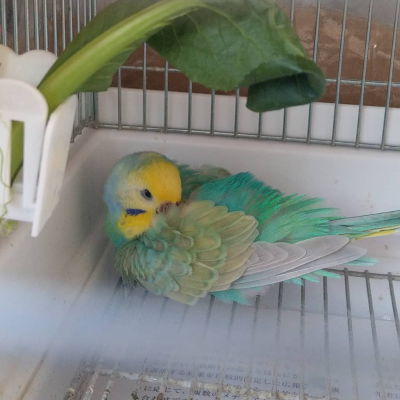 2020/03/17のジョン・スノウ