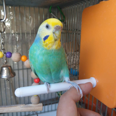 2021/01/20のジョン・スノウ