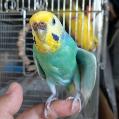 2020/03/20のジョン・スノウ