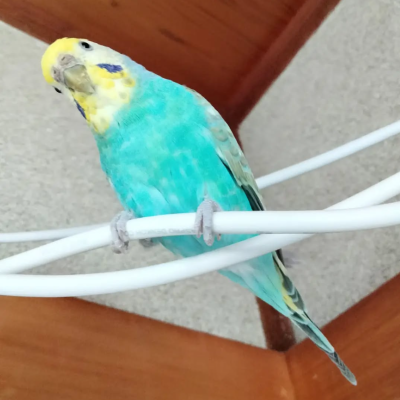 2022/02/17のジョン・スノウ