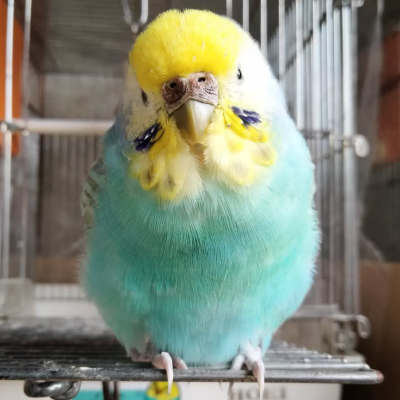 2022/11/20のジョン・スノウ