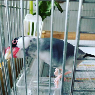 2016/08/14のおやぶん