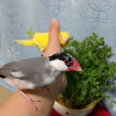 2018/03/02のおやぶん