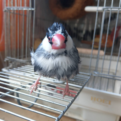 2020/01/20のおやぶん