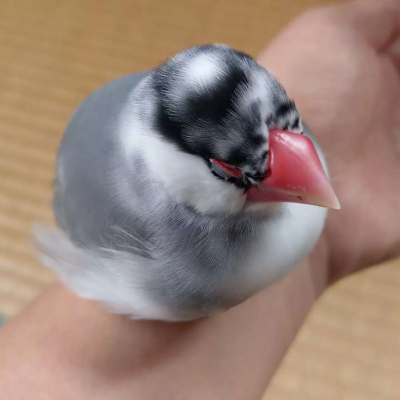 2021/09/07のおやぶん