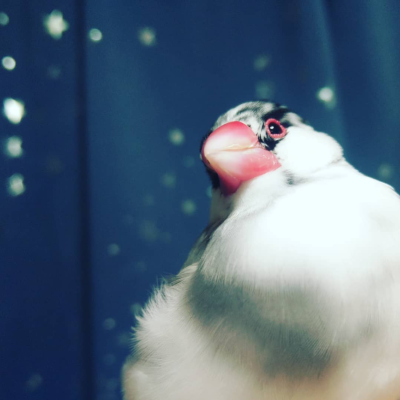 2021/10/24のおやぶん