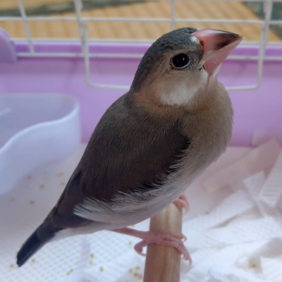 2018/03/29の鈴之助