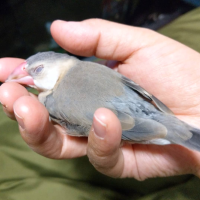 2021/12/31の鈴之助