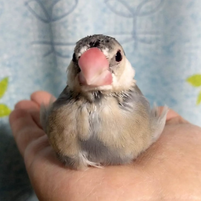 2022/01/23の鈴之助