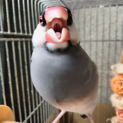 2024/07/15の鈴之助