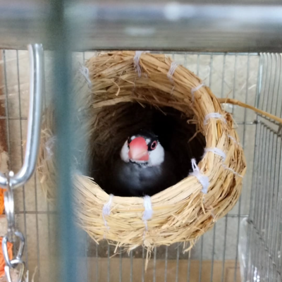 2023/12/07の鈴之助