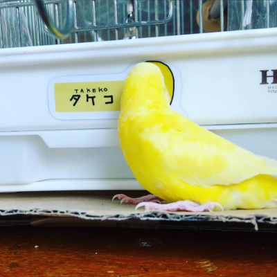 2018/05/27のタケコ