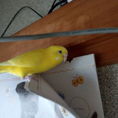 2020/09/02のタケコ