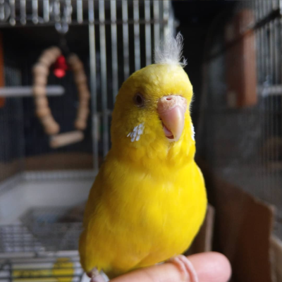 2021/04/05のタケコ